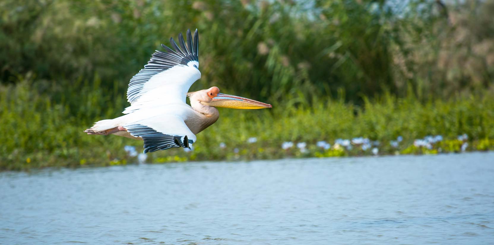 Photos Bienvenue Au Parc National Djoudj